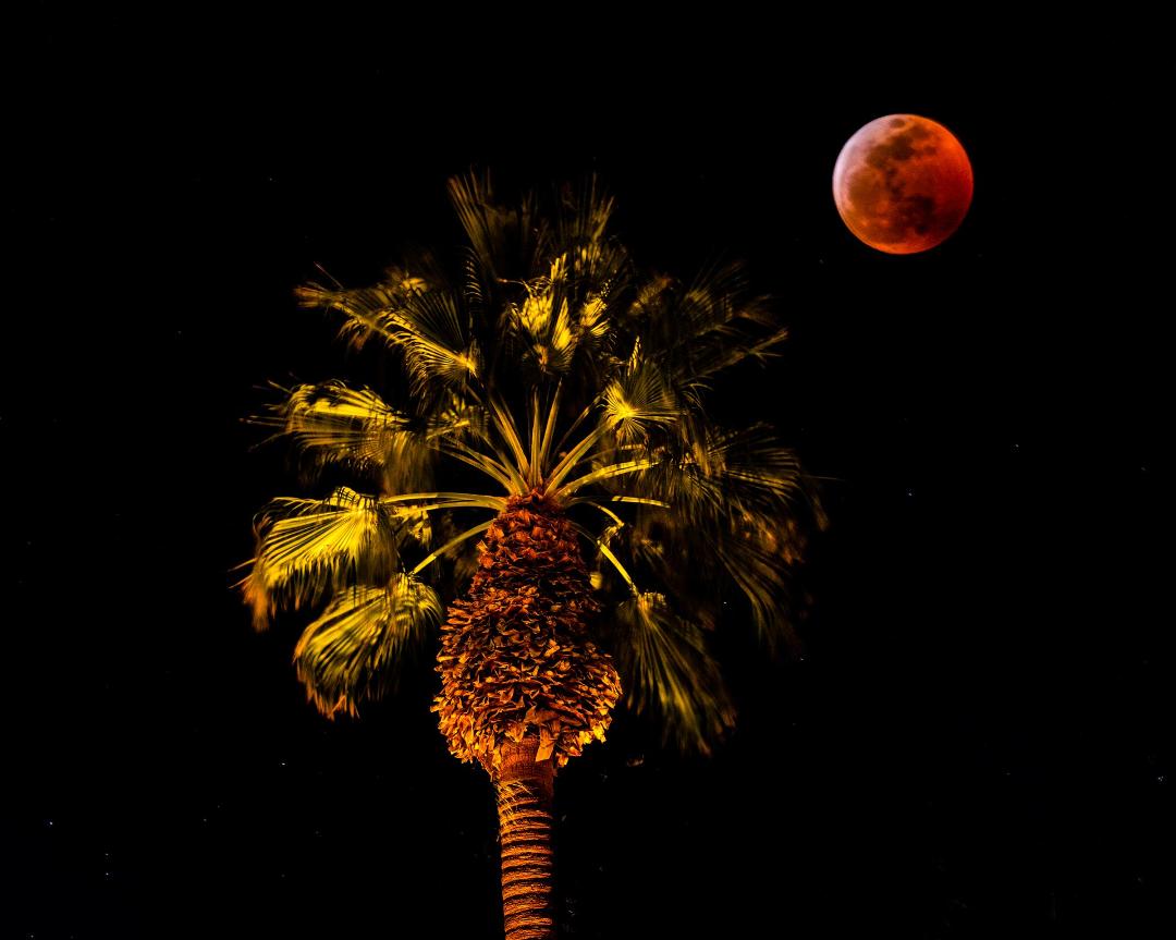 Blood moon composite in Palm Springs, 2019. The tripod wasn't moved between the two shots, I just changed the settings so that both the palm tree and the moon were in focus. The lighting on the palm tree was from landscap