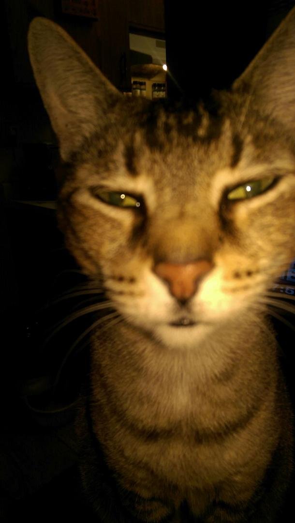 Tikki