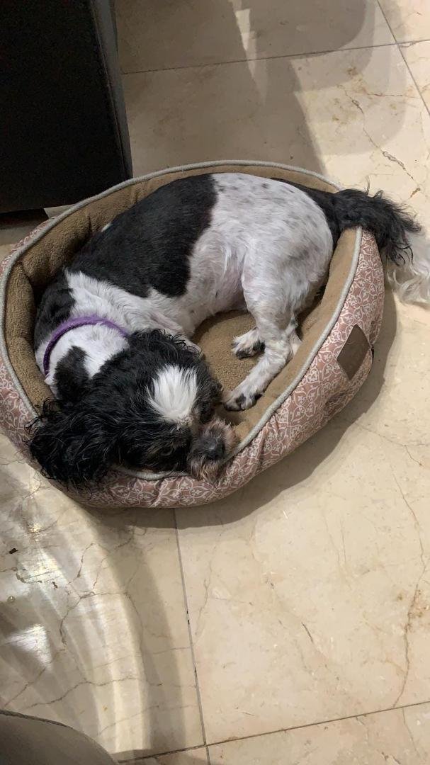 Happy birthday Millie. 15 years young