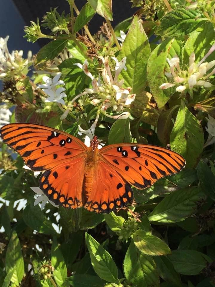 Butterflies still hanging around.