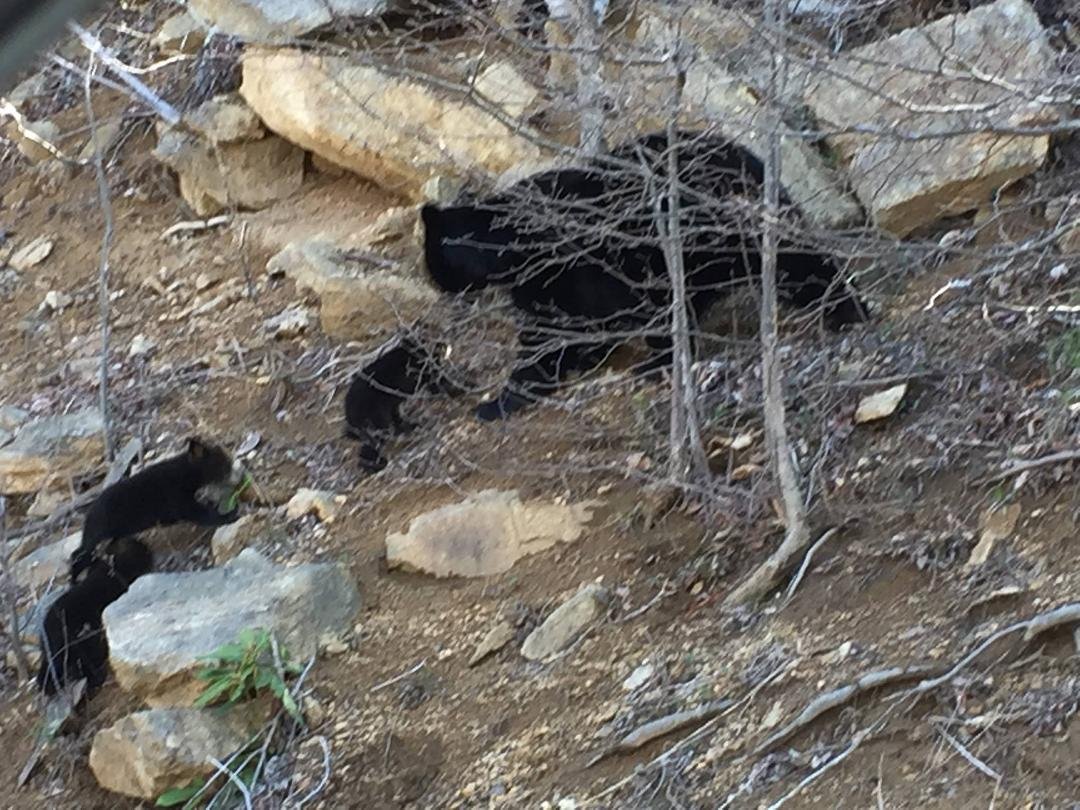 Looking for a mountain house and came across a bear and her cubs