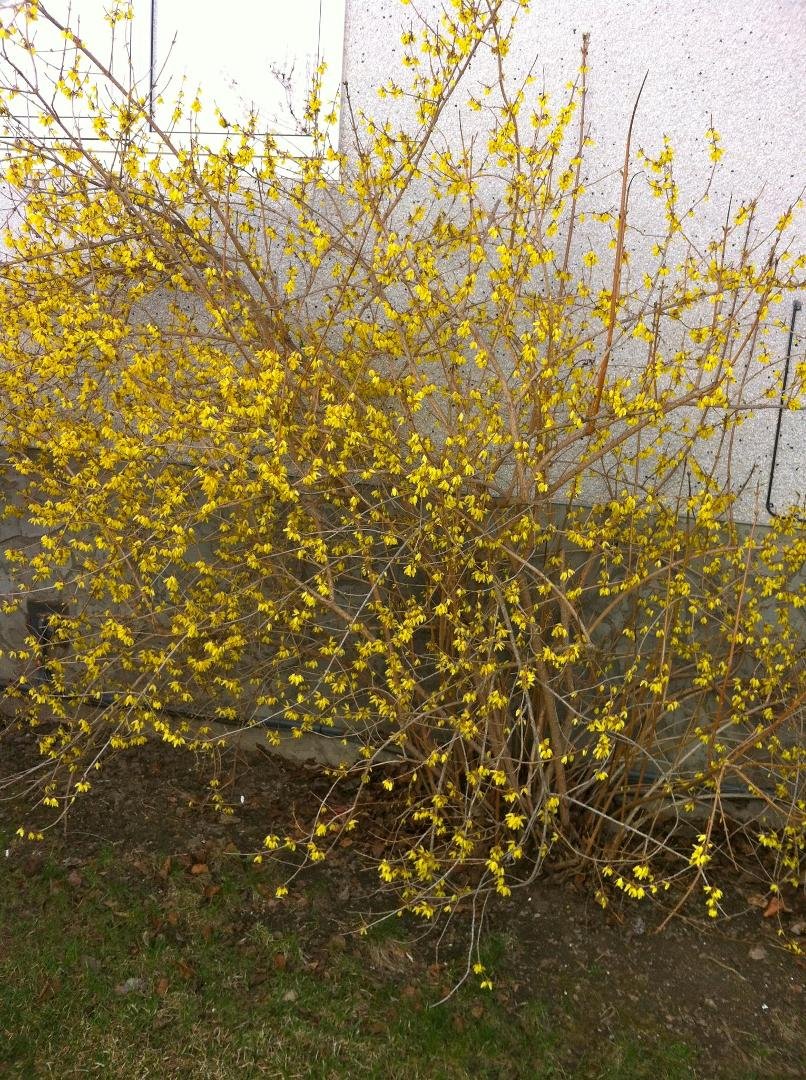 Forsythia!  Another sign of Spring in Prince George!