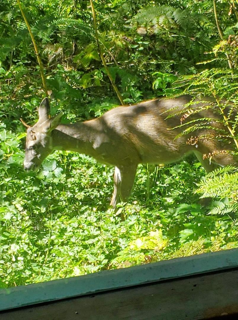 Out our front window.