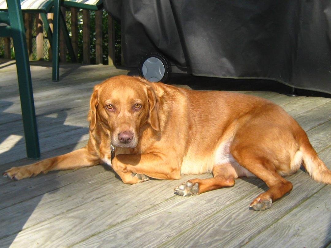 Since I just saw Eric and Jen say it's national Pet day, Here's my loving Pet Penny!