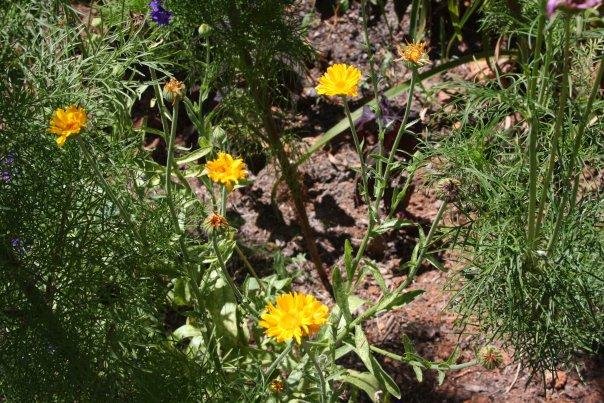 Ann Bowes' album, Flowers in my yard