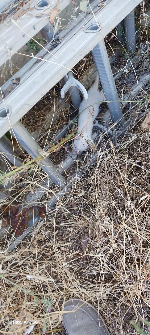 Found one of the kittens 😸 😸 pure white don't see any others yet. Kitten is outside hopefully Mama will take it back under the trailer.