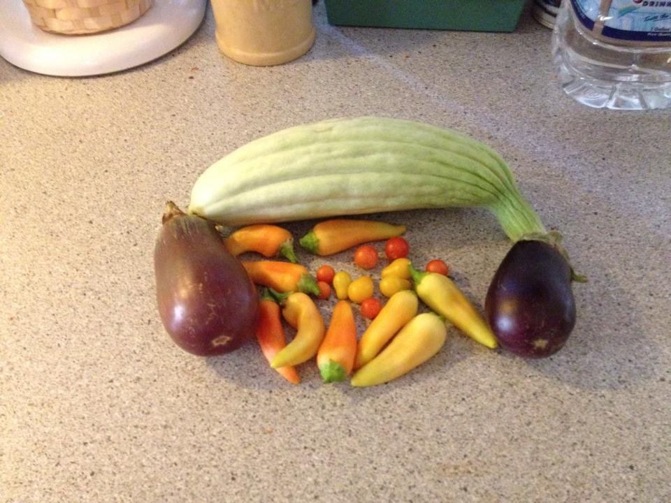 Puny harvest. Now just have to nurse the plants through the monsoon season and hope in October, they will start producing again.