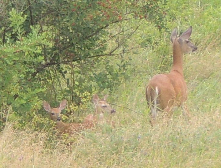 Proud doe showing off her two fawns.