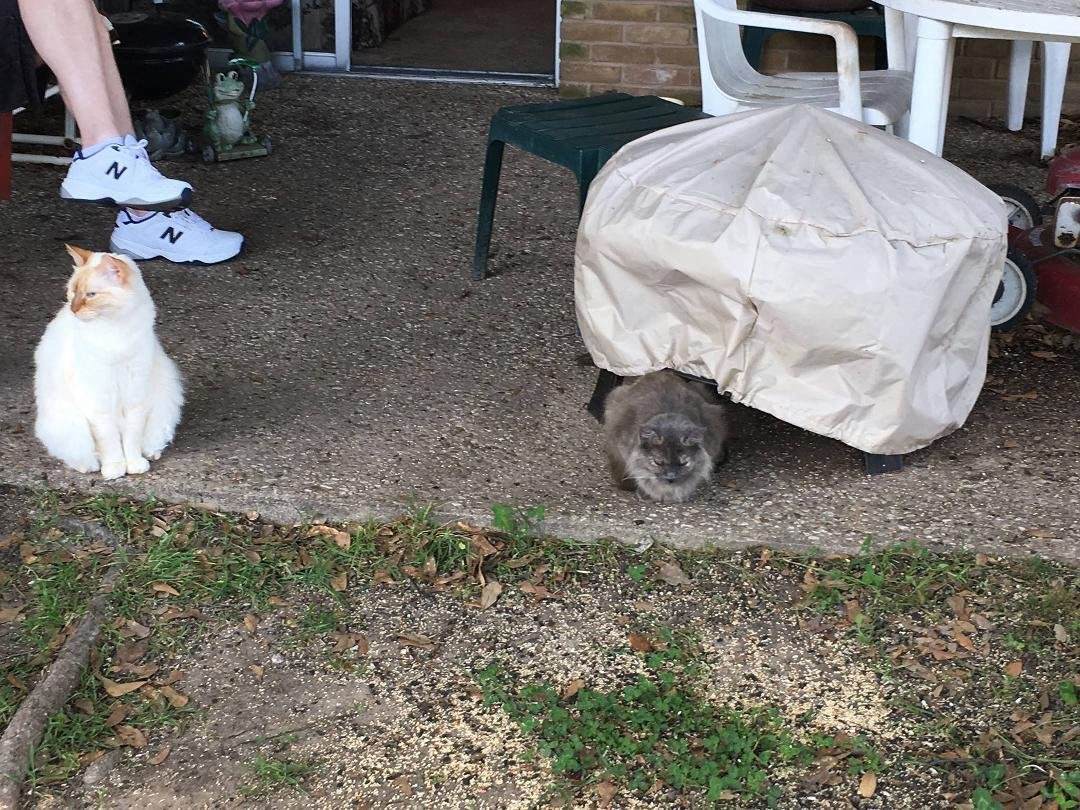 My last picture of Gracie before she decided to go live somewhere else.  The last time she was seen by our family was on 7 May 2016.  She is missed as is her sister Callie.  We started 2016 with 5 cats and now we are down t