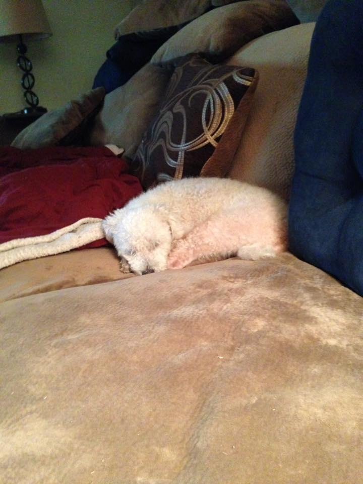 Morning walk done, breakfast eaten. Time for a morning nap!