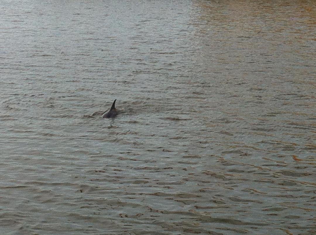 Dolphins following our cruise....
