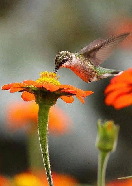Love watching humming birds!!!