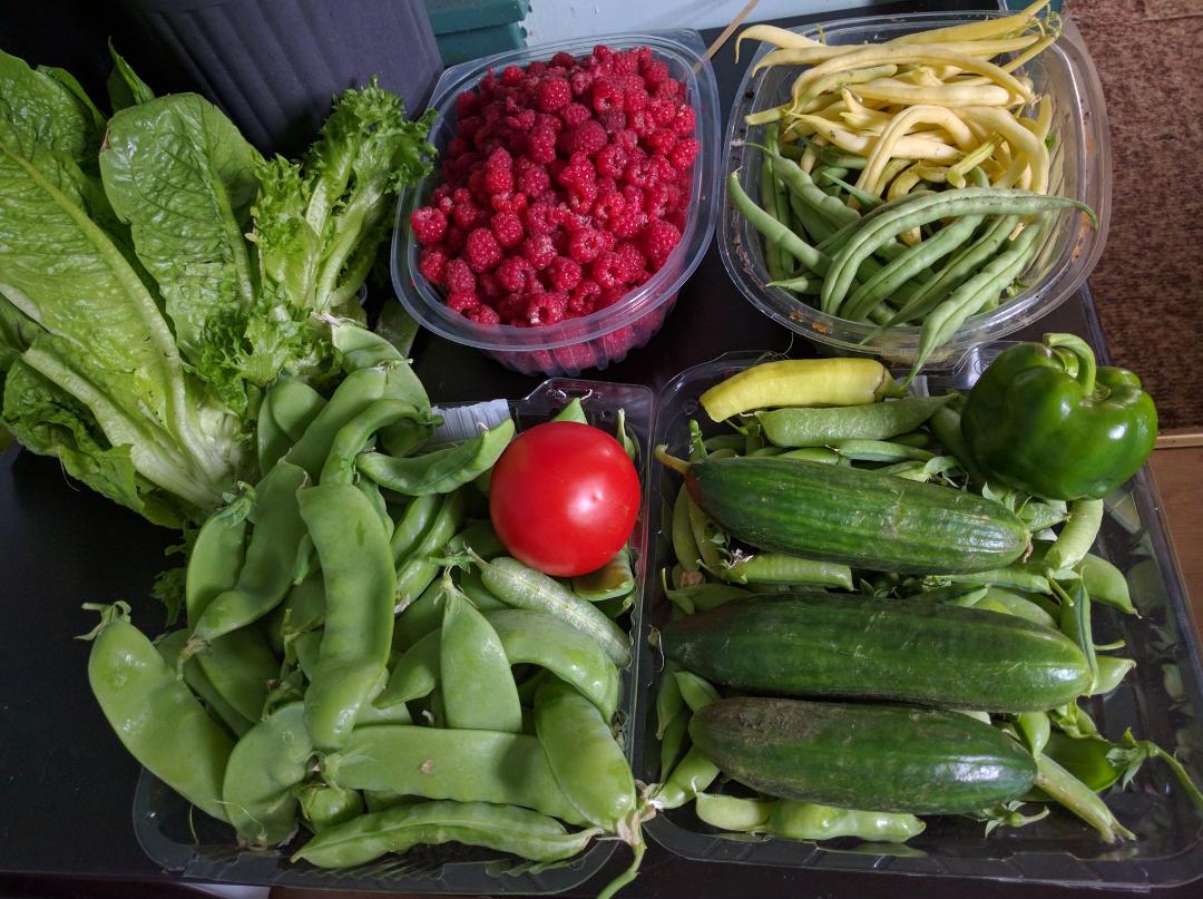 First harvest of the year.......the old man would be proud