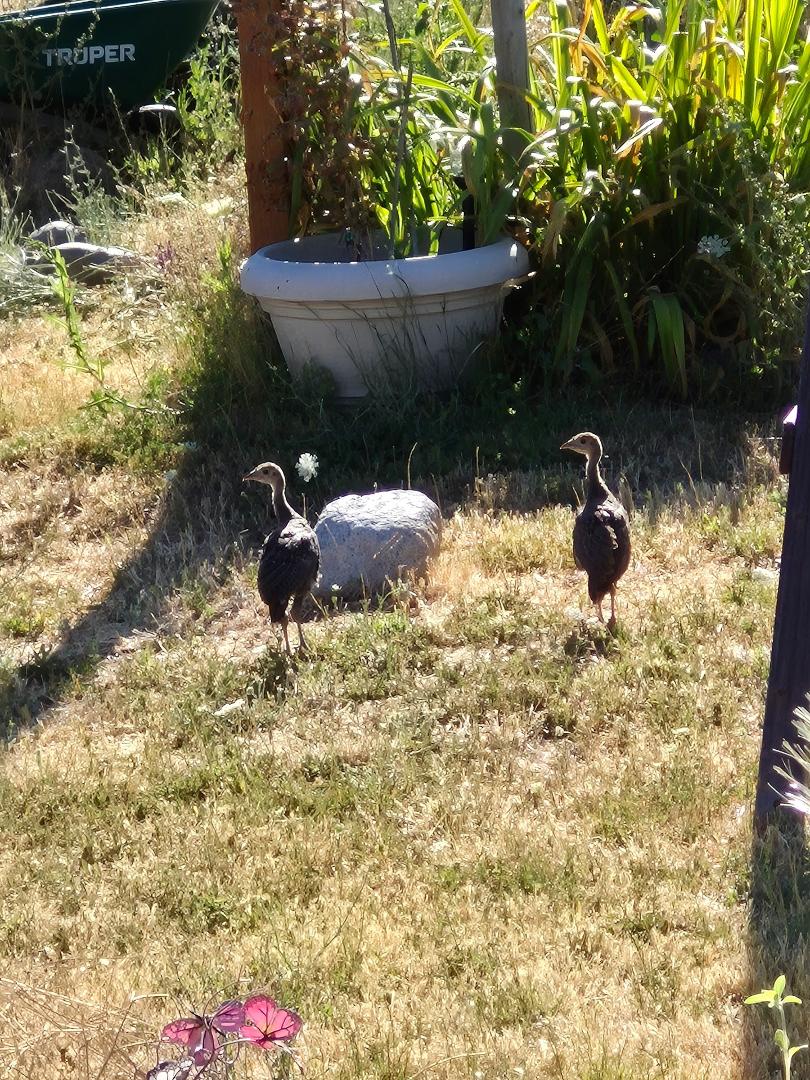 Gobblers are back
