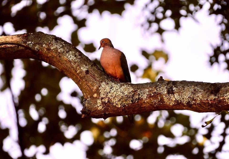 Taken with a Fuji XT-4 and the Fuji 100-400mm.
The bird was about twenty feet away. I think the sharpness and bokeh are remarkable for that lens fully extended.