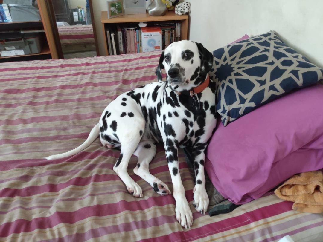 I get up for 5mins and look who made herself comfortable.