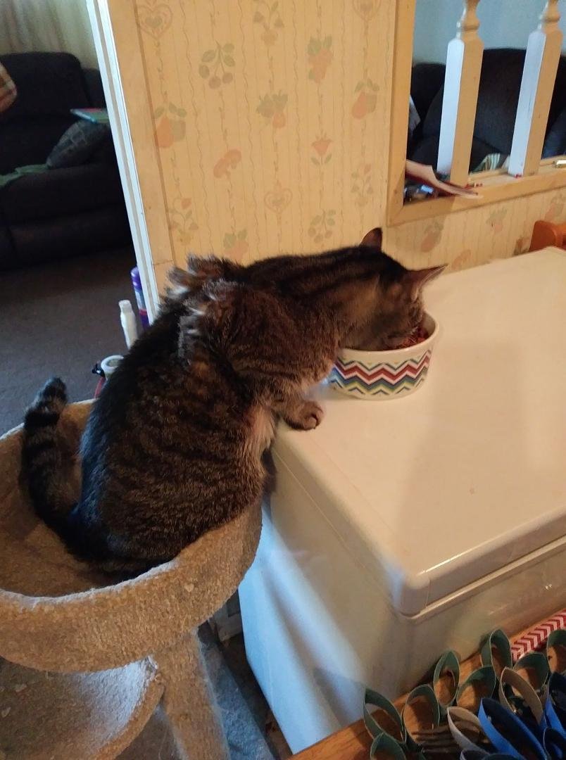 This is a lazy cat