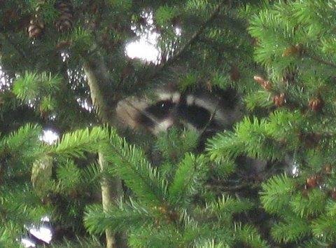 For a couple of days this week I've had a visitor sleeping in the crows nest in the fir tree outside my kitchen window. Very cool being able to watch him for the whole day. Every few hours he wakes up, stretches, cleans him