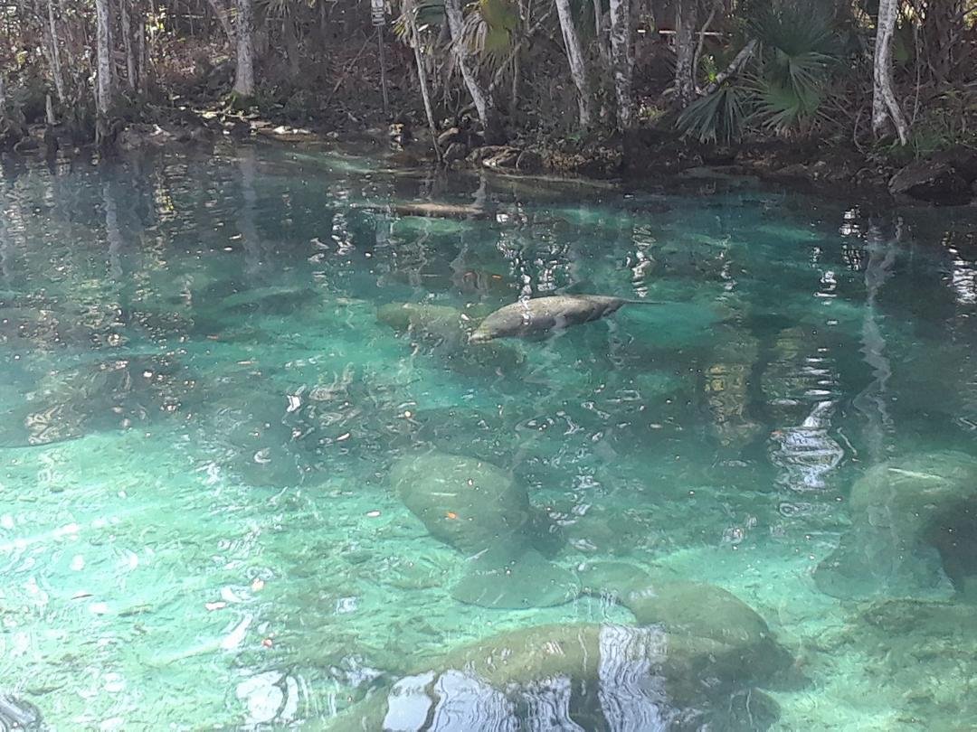 3 sisters spring Crystal River ,FL