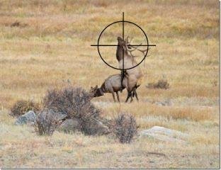 AT FIRST I COULDN’T SHOOT,
AT FIRST I COULDN’T SHOOT,
Oh Dear !
And then I thought, "Damn - that's how I'd want to go!
Oh Dear !
And then I thought, "Damn - that's how I'd want to go!