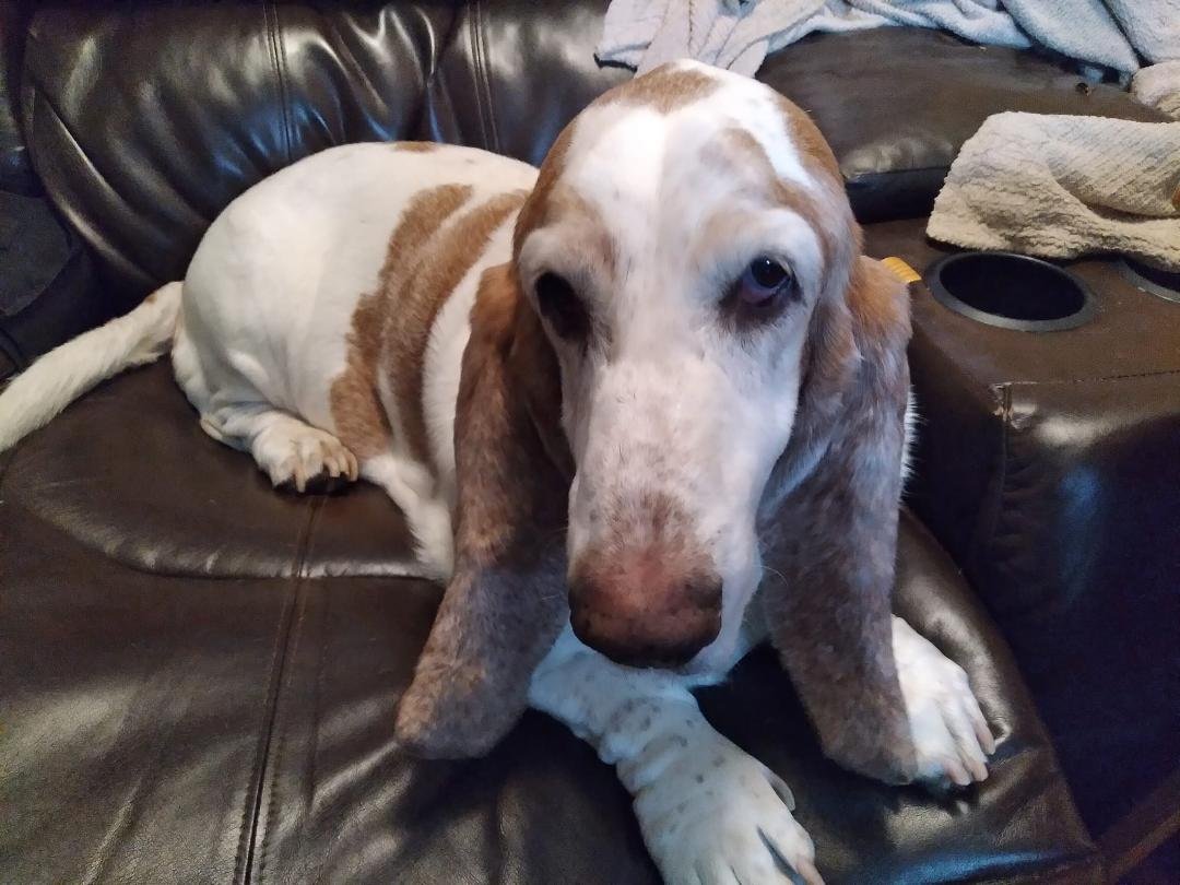 With great sadness that I announce that Bogey, the most gentle and laid back basset hound we've ever had has crossed to the Rainbow Bridge. He was 13 and he had a good life. We'll see you again I'm sure of it!