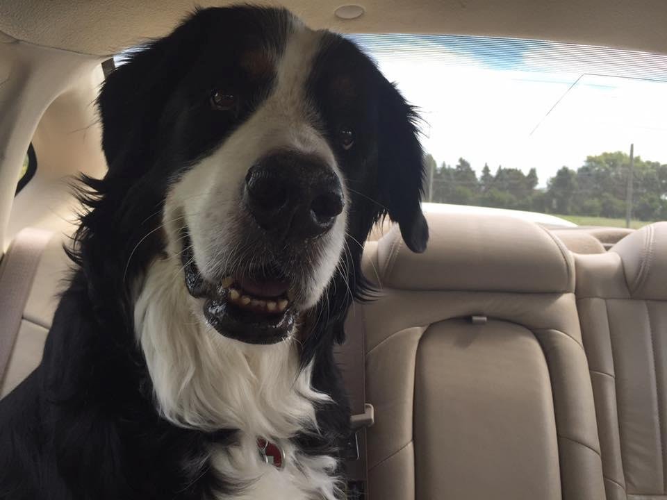 Lainey going for her morning ride!