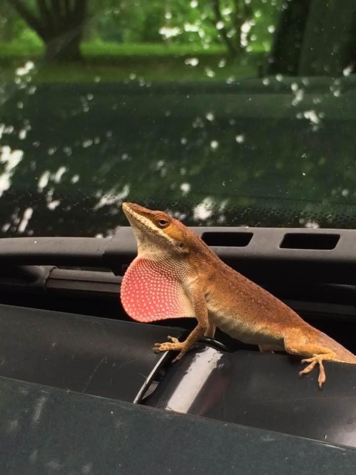 Found a hitchhiker on my van this afternoon.