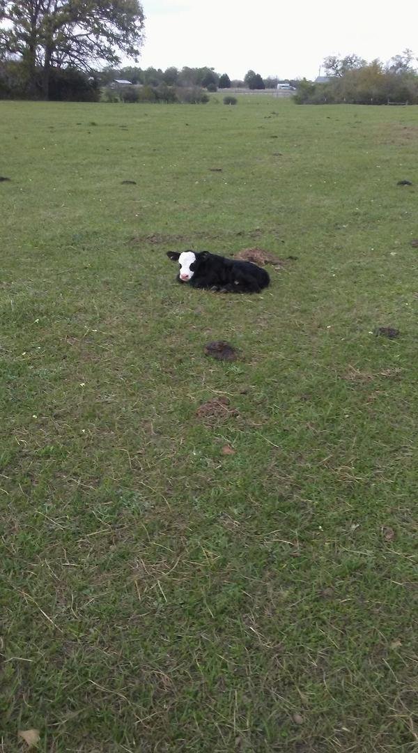 This little rascal must have been born under a lucky star. We've decided to split the herd and keep two bulls. Instead of getting butchered he gets to grow up and breed half the herd. I'm sure he's relieved!