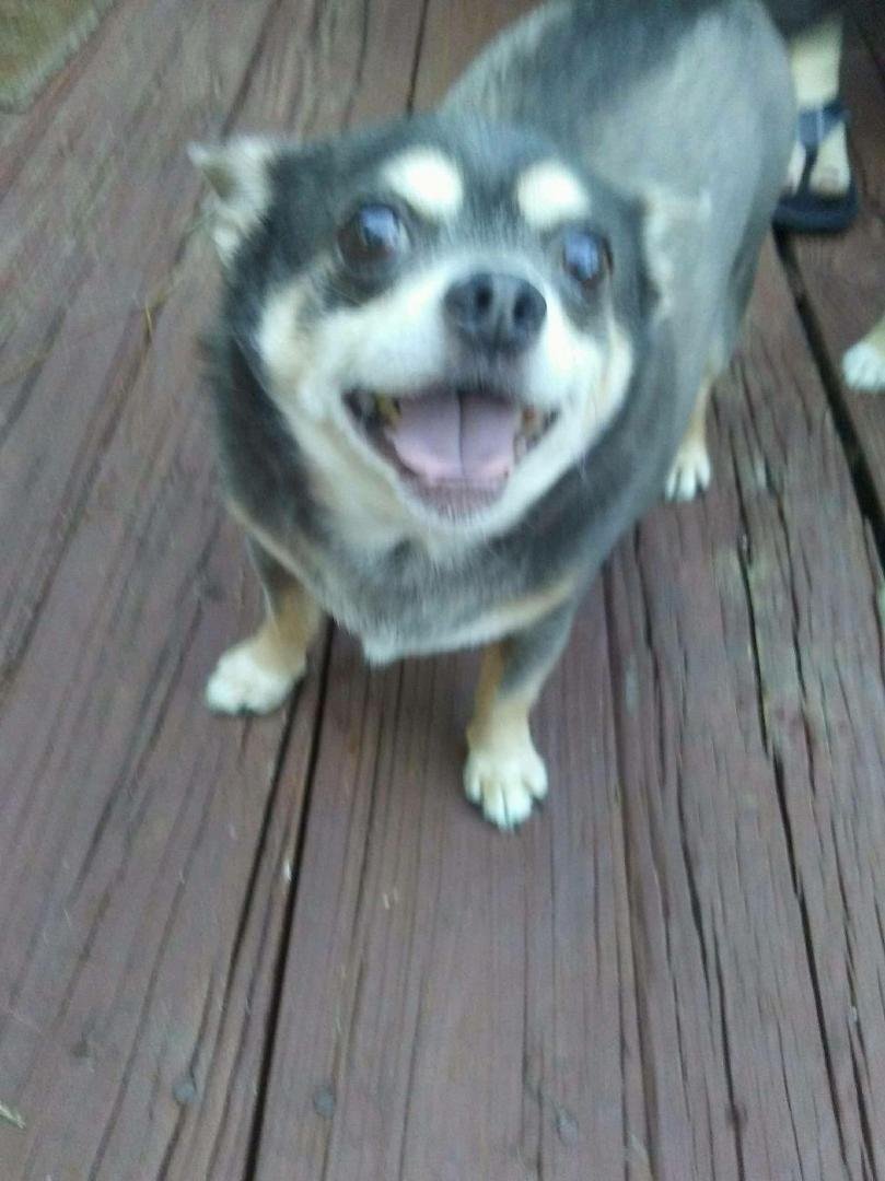 Little Elwood enjoying a sit out on the porch.