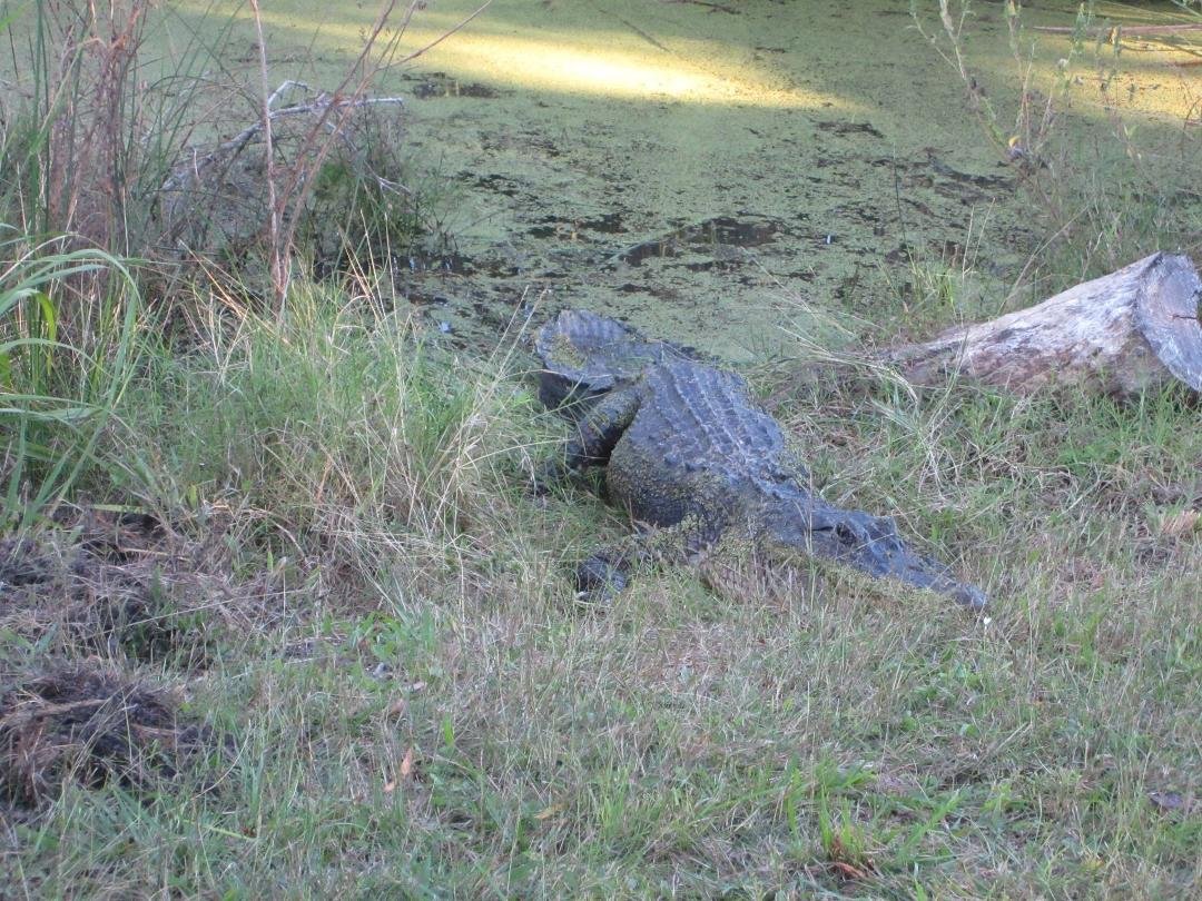 This is why Sharon would not walk the trails at the Aransas Nature Sancturary