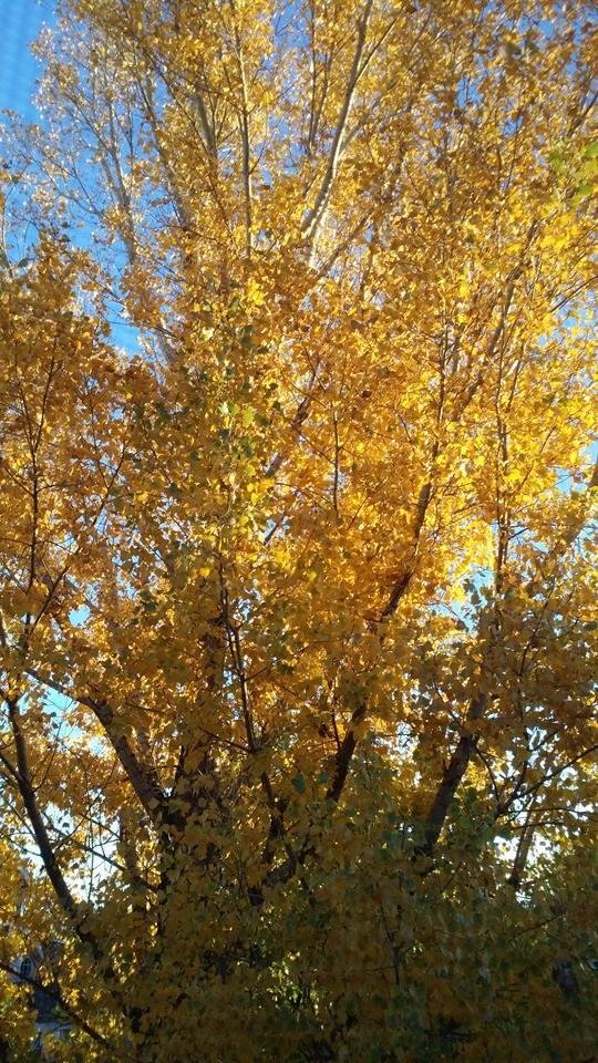 Sun rise in the fall.