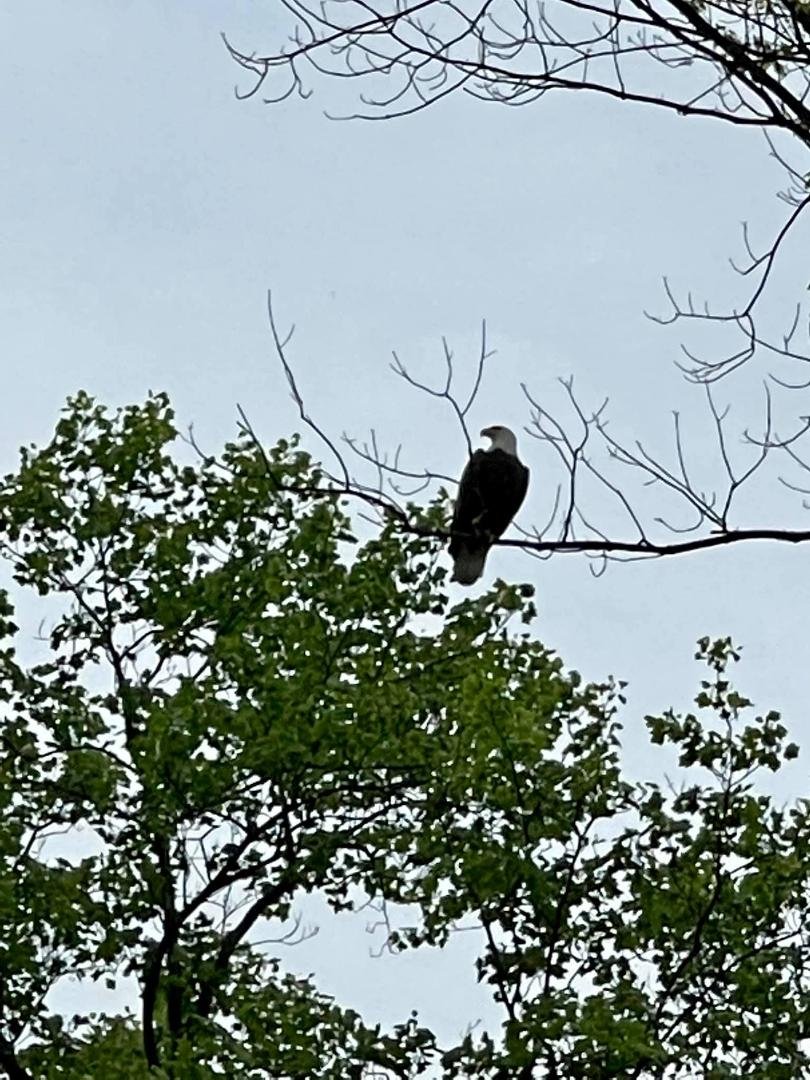 Always great to see a bald eagle protecting the course￼