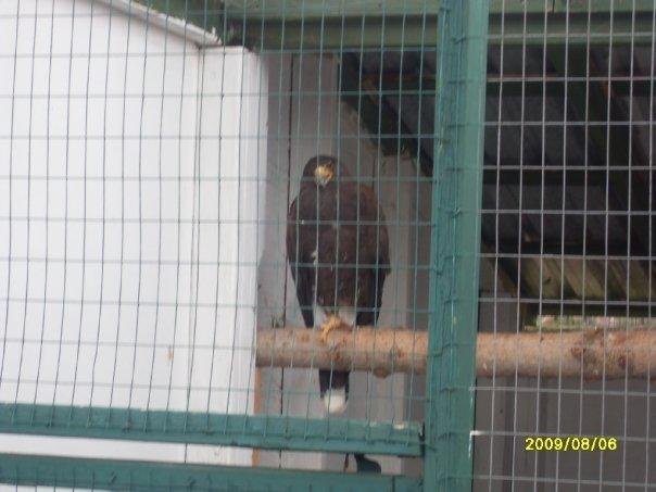 Hawk