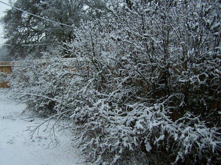 Lilacs will be late this year