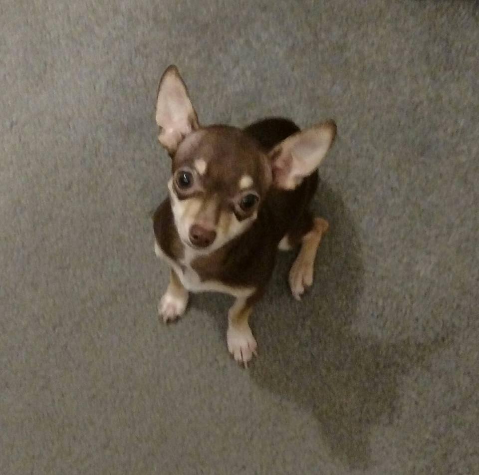 Chocolate looking pitiful while posing for Daddy and Mommy while they are on their honeymoon.  He is too cute.
