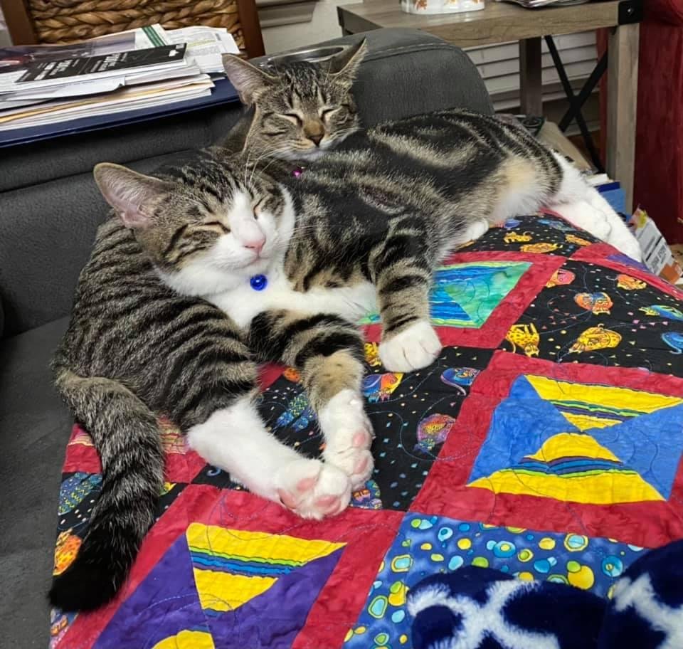 Wilma, behind, and Fred, in front, Sister and Brother, getting some quiet time after a hard day of Zoomies! 😳🙃😀