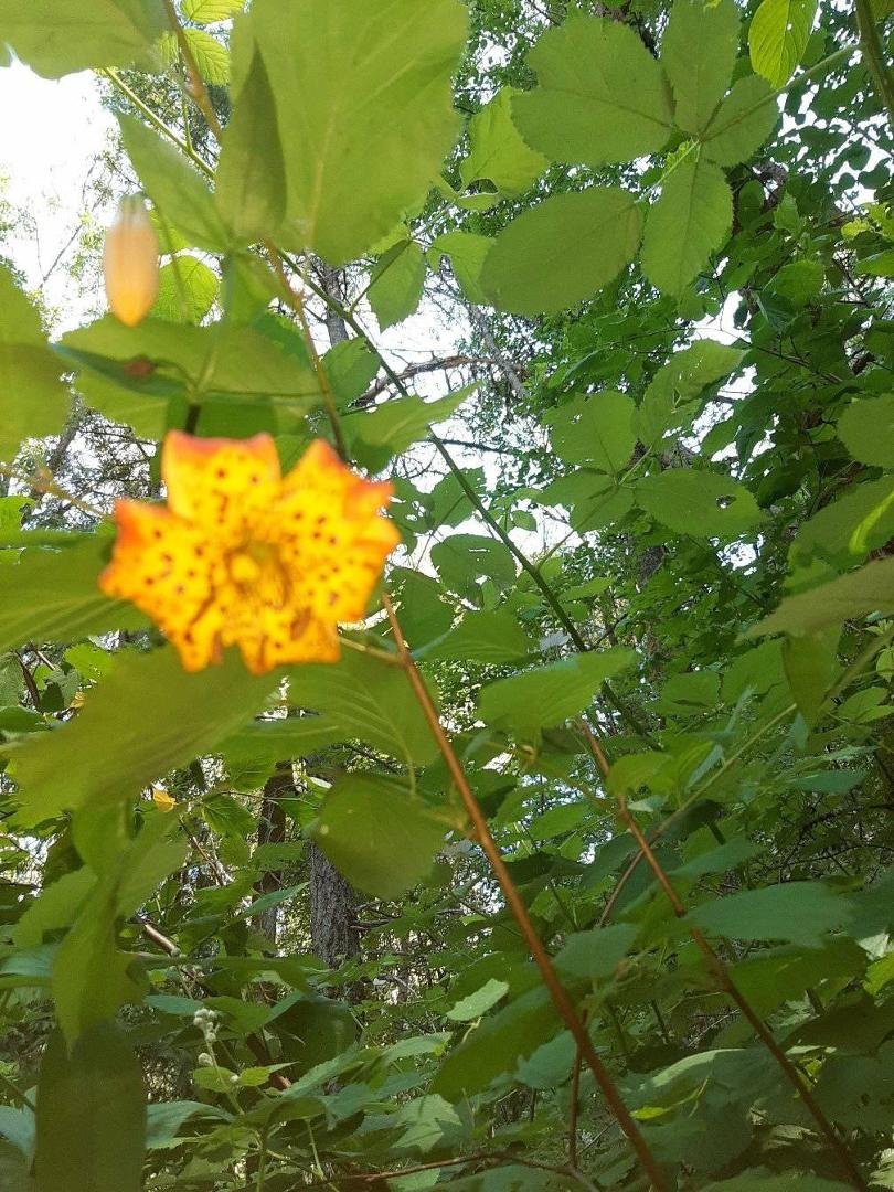 Chuck Schau's album, Mobile Uploads