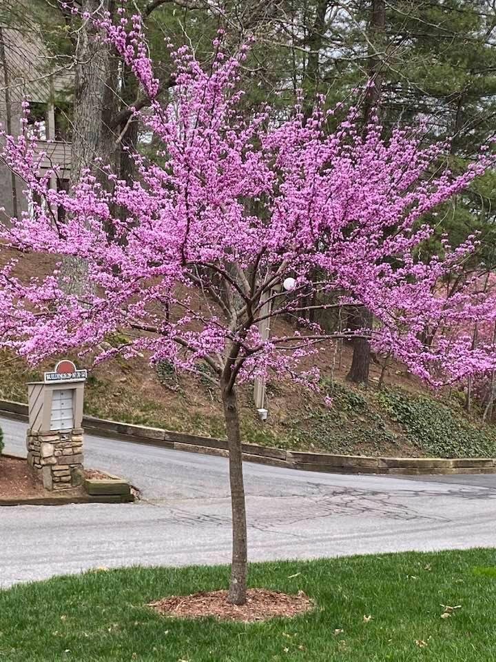 Out our front window this morning! Before the rain comes..