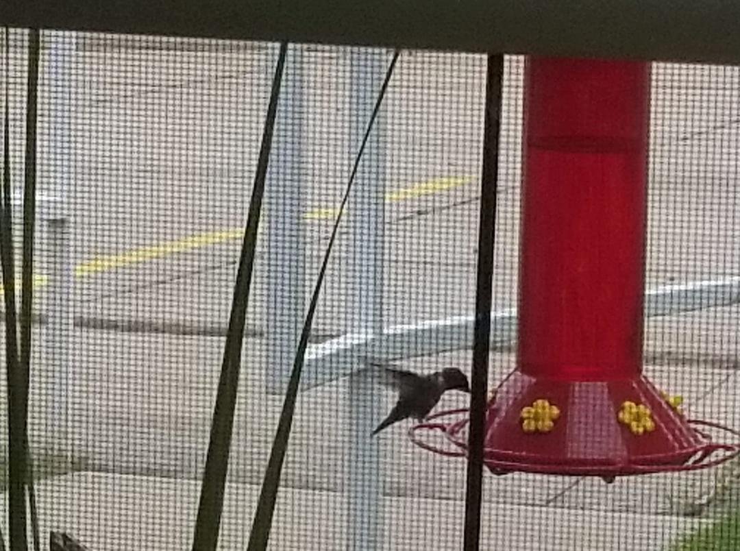 Here I sit taking pictures of a hummingbird stopping by my feeder...Guess it is a good way to spend a cloudy cool Saturday afternoon.