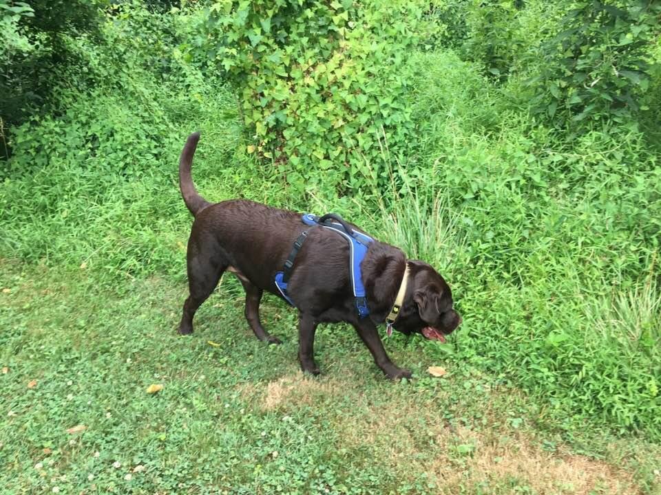 My 130lb English lab