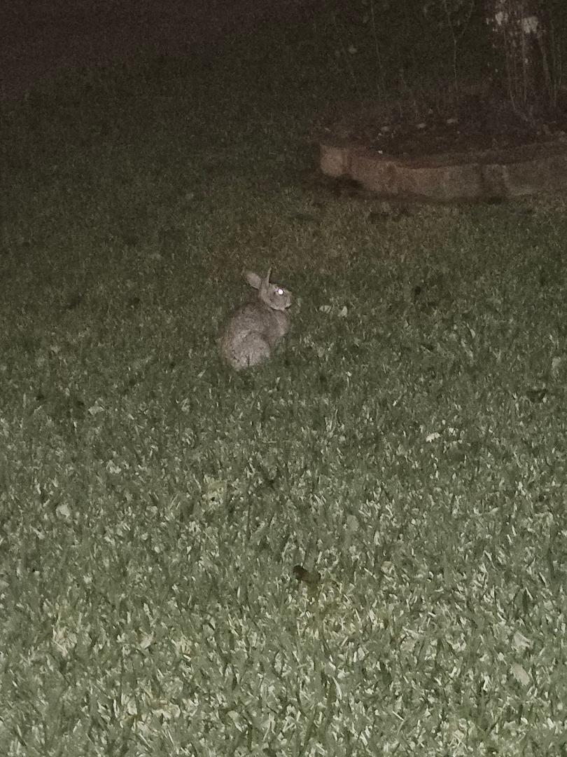 This little guy has been visiting our yard each evening just after dark.