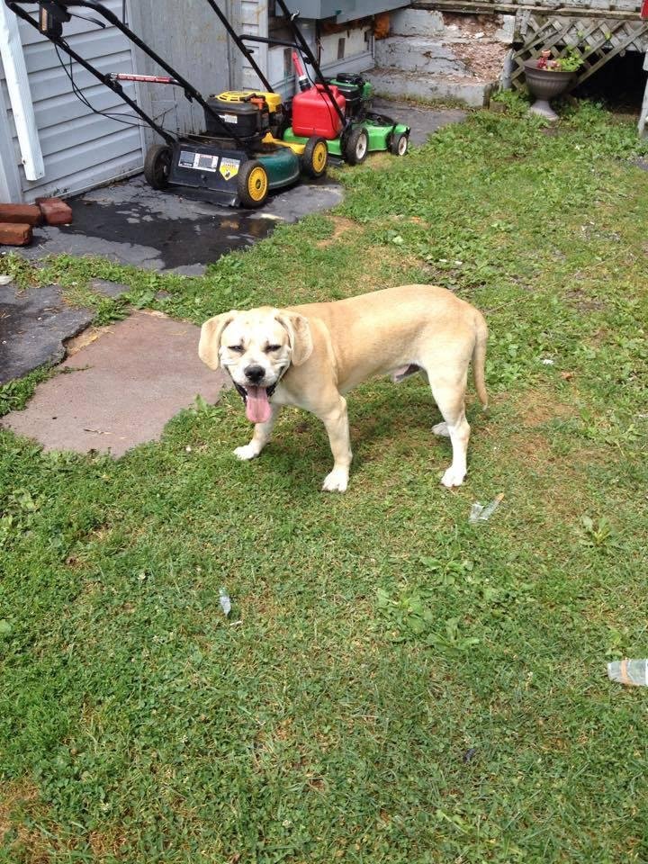 free to a good home 2 year old pug pitt mix get rid of him do to health reasons of my girlfriend call any time ask for harry at 570-497-9873 or leave meassage