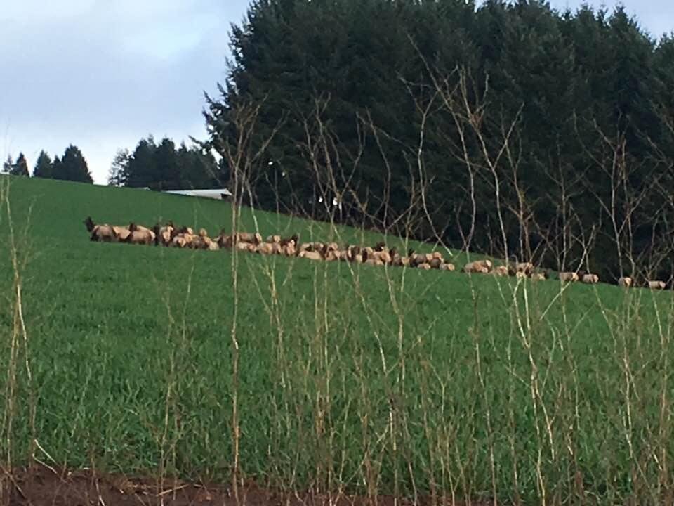 Just spotted on my way home!!! 50 to 60 elk