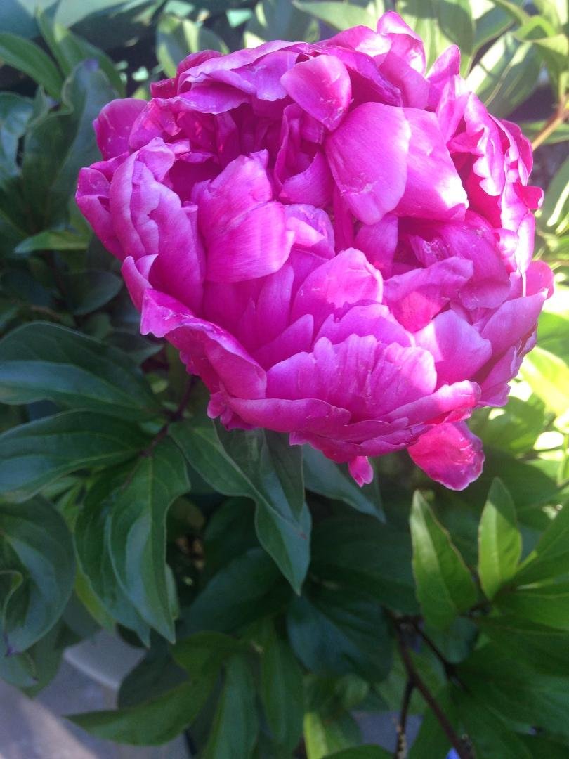 My peonies that smell like heaven. All my plant are loving this rain.