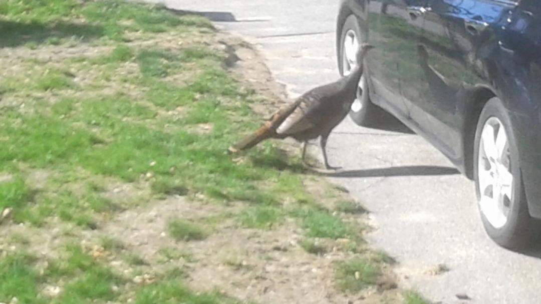 In my mother's driveway in Tewksbury yesterday