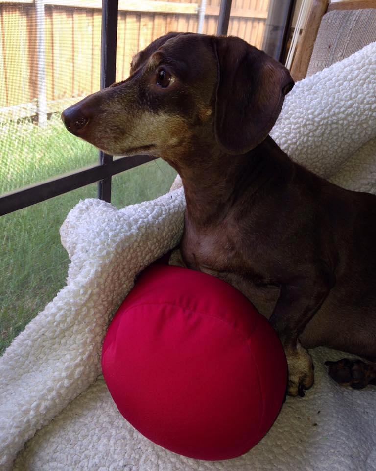 National Dog Day!
Cheers to my sweet Tex. He's so Biig!
