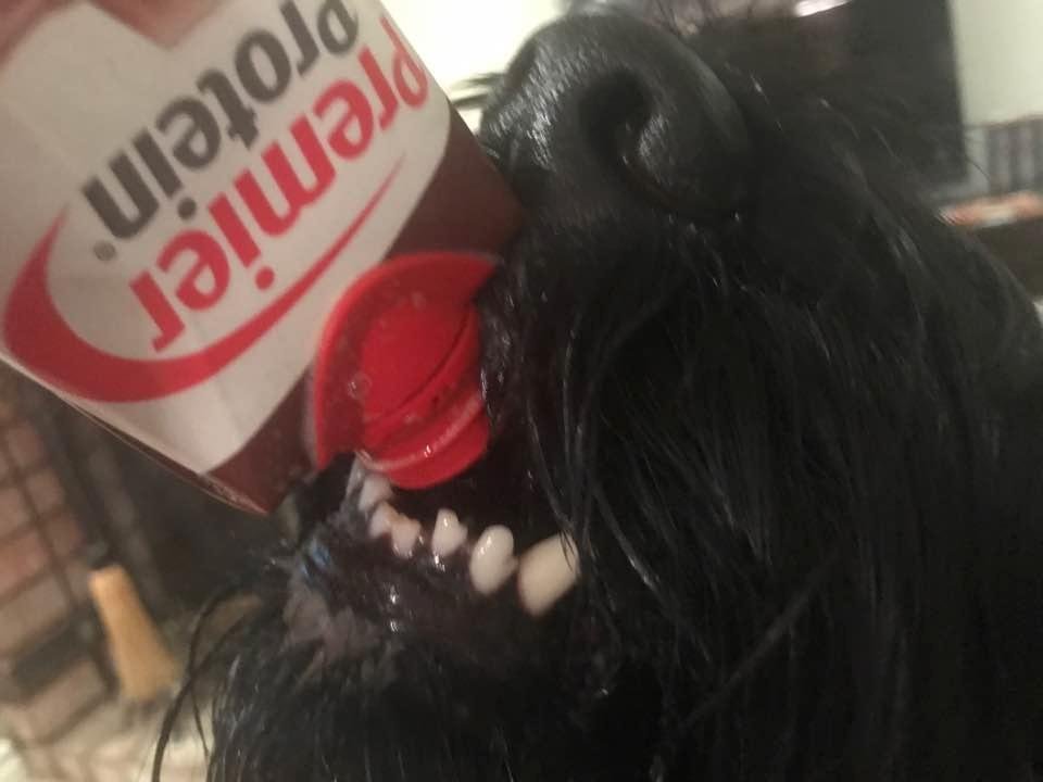 Every morning Atticus and I have our protein drink. He prefers the chocolate.