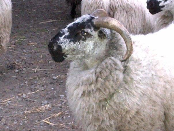 Sheepie Love from Carmel Mission Ranch.