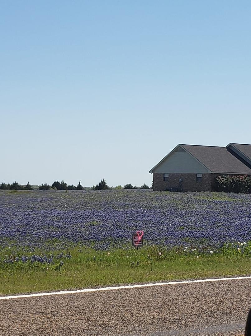 Bluebonnet in Ennis, Texas today. Beautiful day for walks.