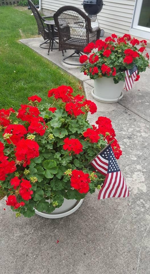 My geraniums are still blooming